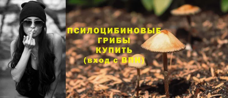 площадка как зайти  Семёнов  Псилоцибиновые грибы Psilocybe 